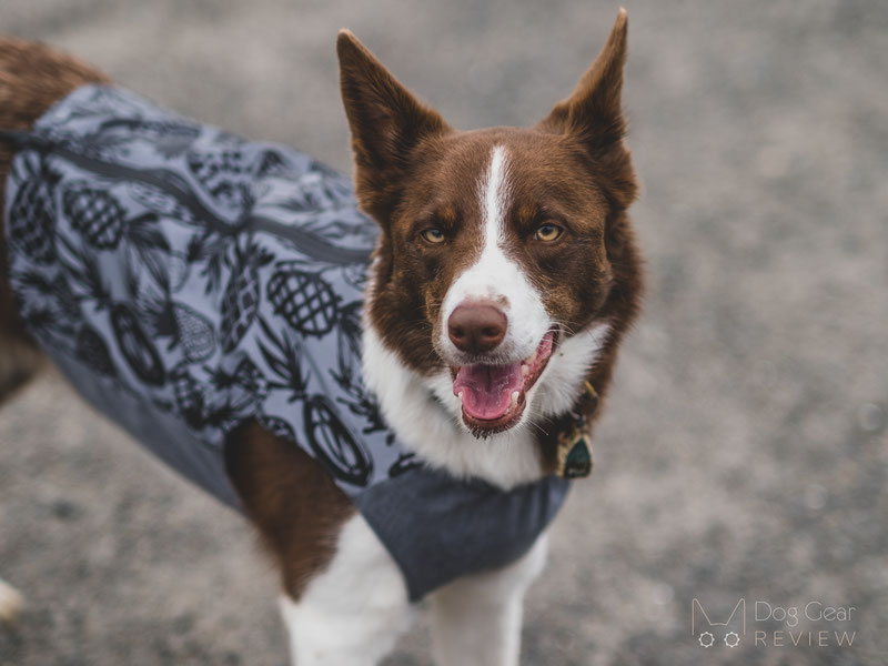 Beana Aurora Reflective Jacket Review | Dog Gear Review