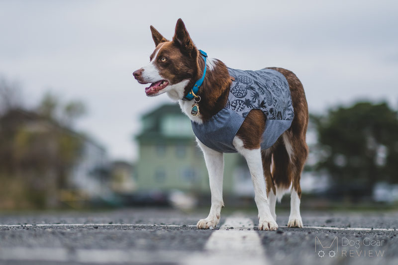 Beana Aurora Reflective Jacket Review | Dog Gear Review