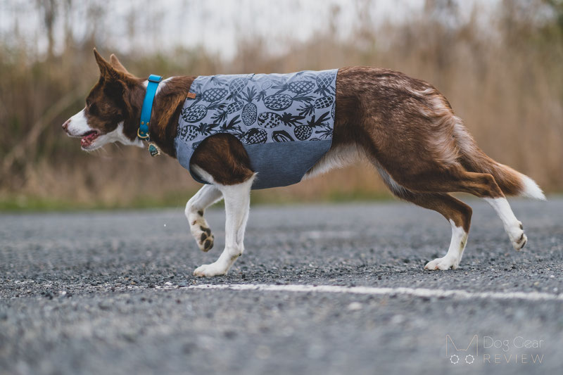 Beana Aurora Reflective Jacket Review | Dog Gear Review