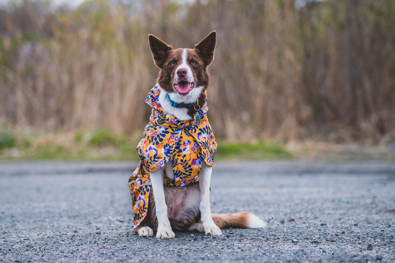 Beana Stormrider Raincoat Review | Dog Gear Review