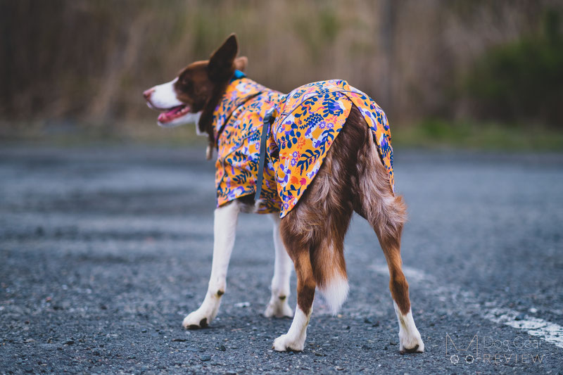 Beana Stormrider Raincoat Review | Dog Gear Review