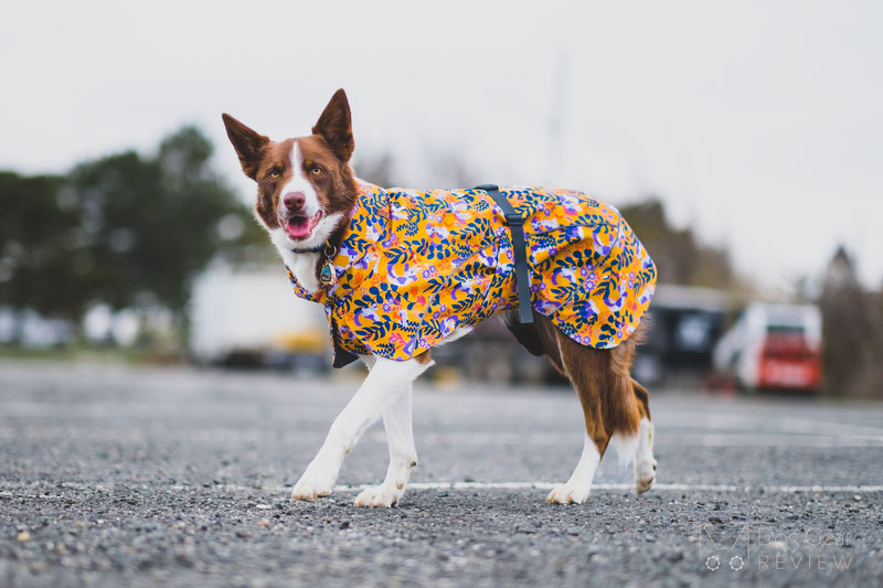 Beana Stormrider Raincoat Review | Dog Gear Review