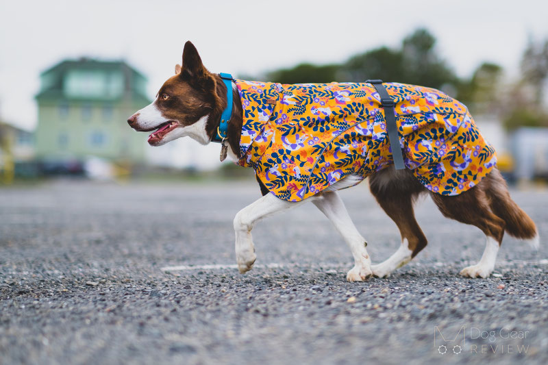 Beana Stormrider Raincoat Review | Dog Gear Review