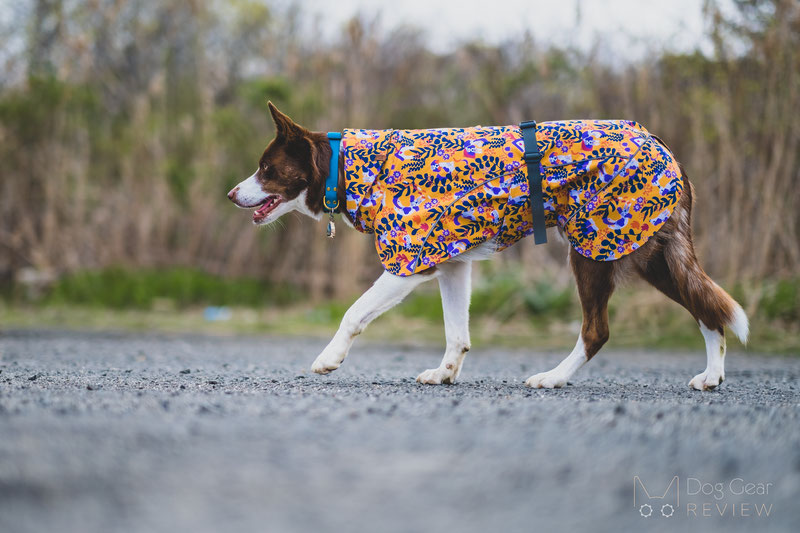 Beana Stormrider Raincoat Review | Dog Gear Review