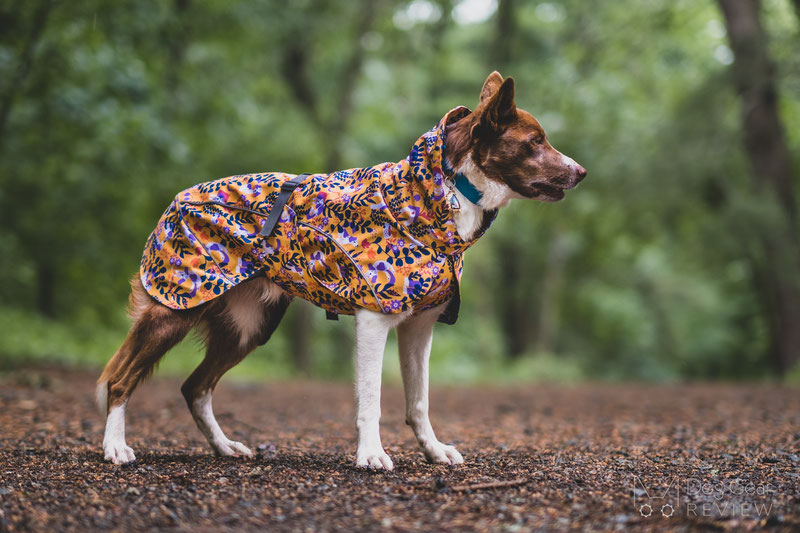 Beana Stormrider Raincoat Review | Dog Gear Review