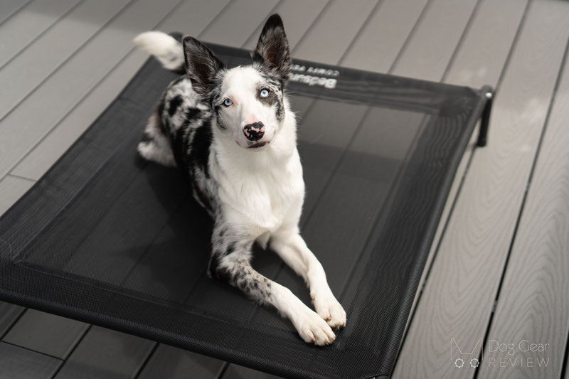 Bedsure Elevated Dog Cot Bed Review | Dog Gear Review