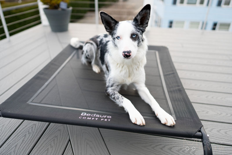 Bedsure Elevated Dog Cot Bed Review | Dog Gear Review