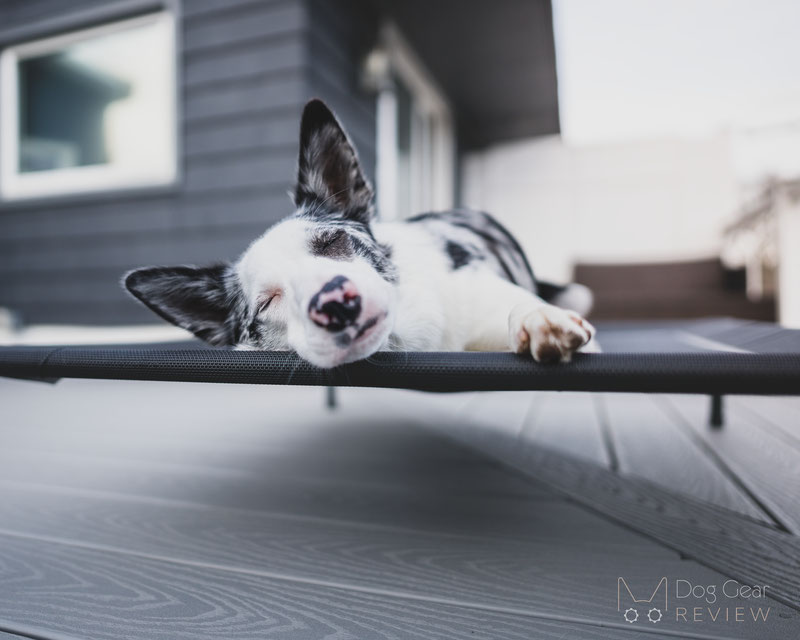 Bedsure Elevated Dog Cot Bed Review | Dog Gear Review