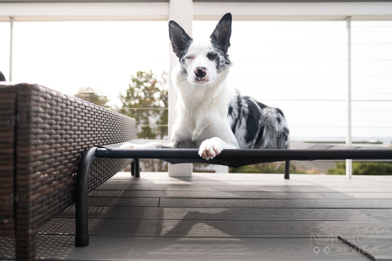 Bedsure Elevated Dog Cot Bed Review | Dog Gear Review