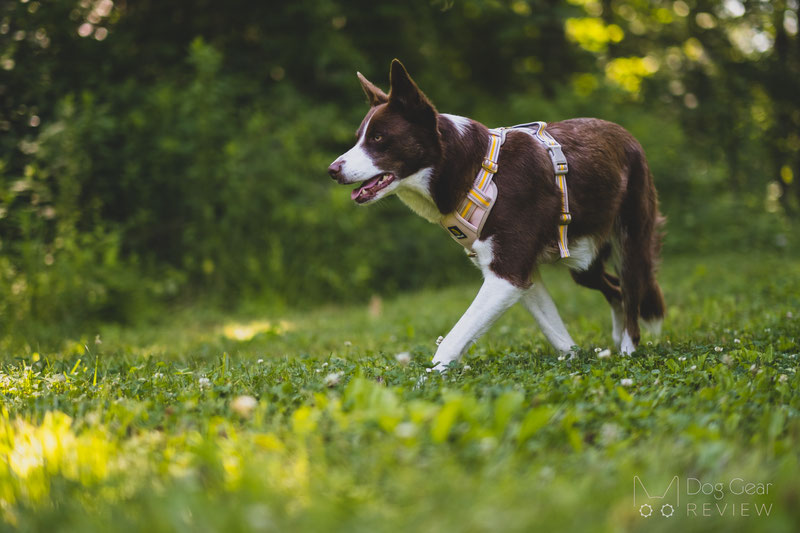 BELLA & PAL Smart Pro No Pull Harness Review | Dog Gear Review