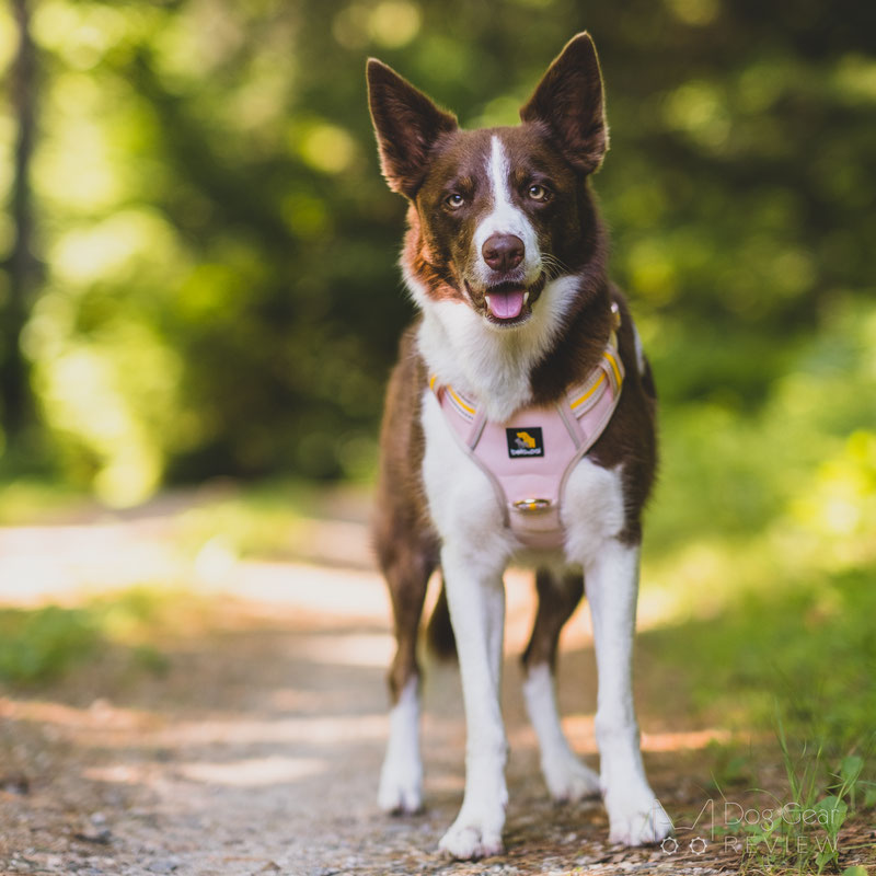 BELLA & PAL Smart Pro No Pull Harness Review | Dog Gear Review