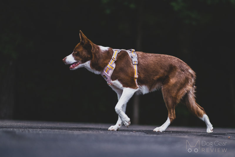 BELLA & PAL Smart Pro No Pull Harness Review | Dog Gear Review