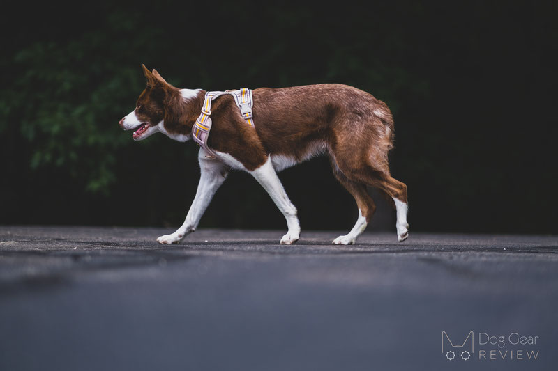 BELLA & PAL Smart Pro No Pull Harness Review | Dog Gear Review