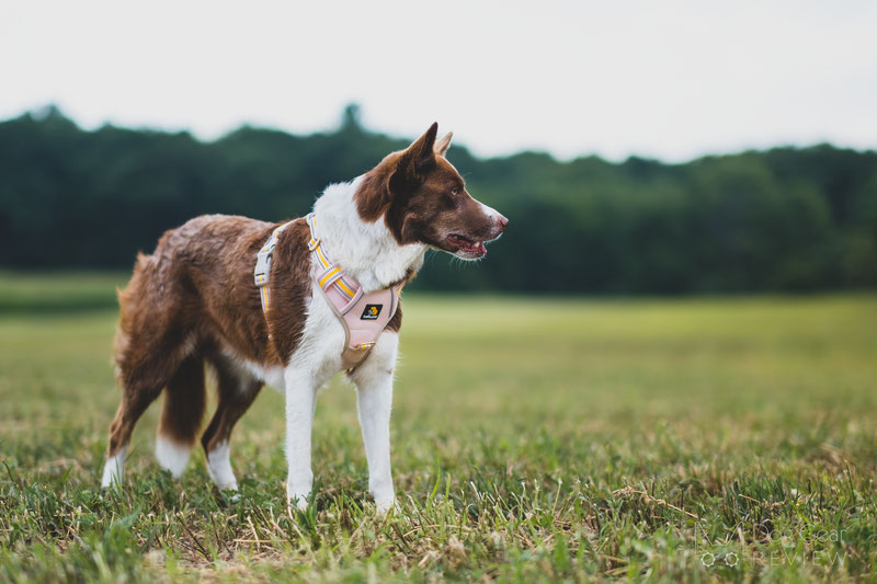 BELLA & PAL Smart Pro No Pull Harness Review | Dog Gear Review