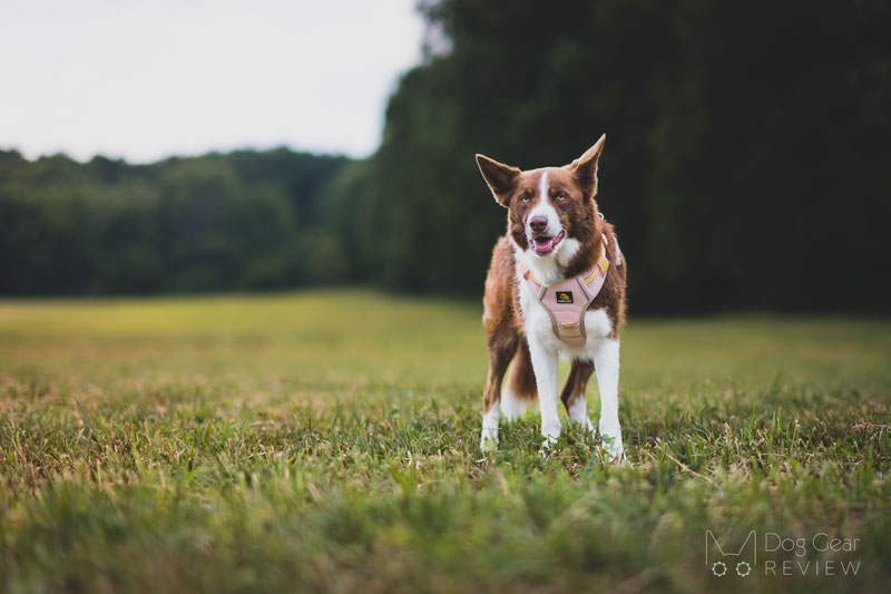 Musher Freespirit Harness Review