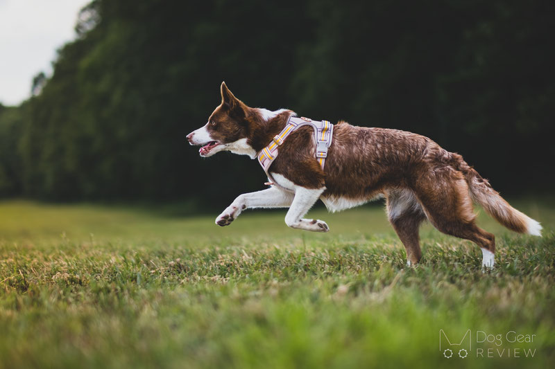 BELLA & PAL Smart Pro No Pull Harness Review | Dog Gear Review