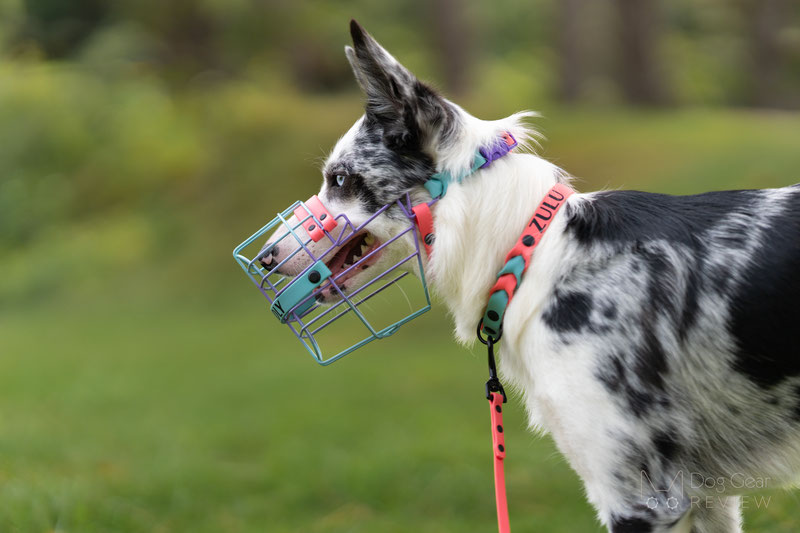 Big Snoof Multicolor Custom Wire Muzzle Review | Dog Gear Review