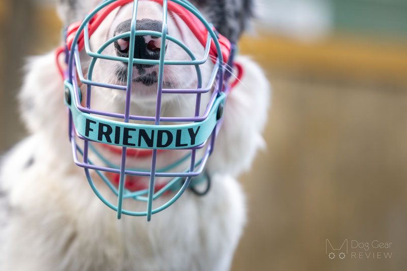 Big Snoof Multicolor Custom Wire Muzzle Review | Dog Gear Review