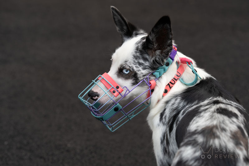 Big Snoof Multicolor Custom Wire Muzzle Review | Dog Gear Review