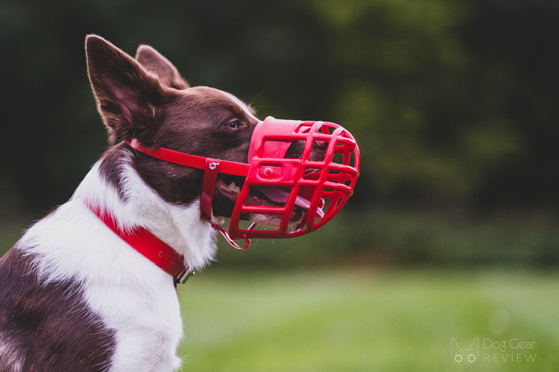 Birdwell Kennel Muzzle Review | Dog Gear Review