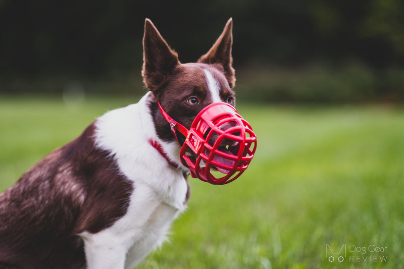 Birdwell Kennel Muzzle Review | Dog Gear Review