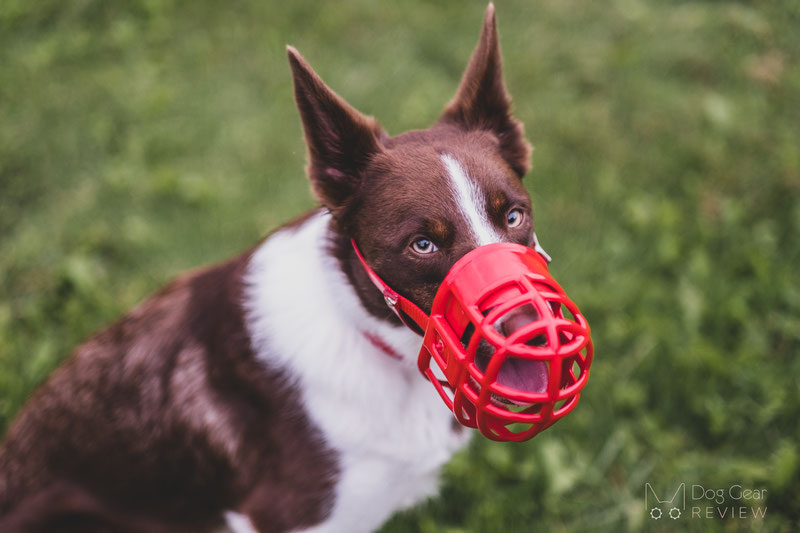 Birdwell Kennel Muzzle Review | Dog Gear Review