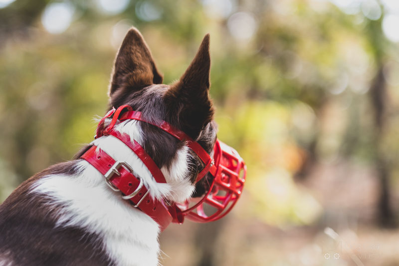 Birdwell enterprises outlet muzzles