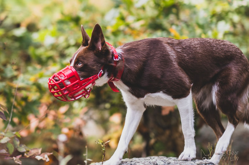 Dog muzzle clearance punches other dogs