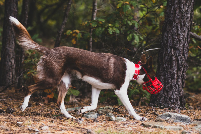 Birdwell Kennel Muzzle Review | Dog Gear Review