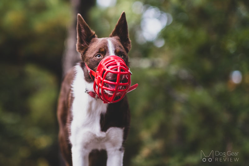 Greyhound muzzle 2024 poop guard