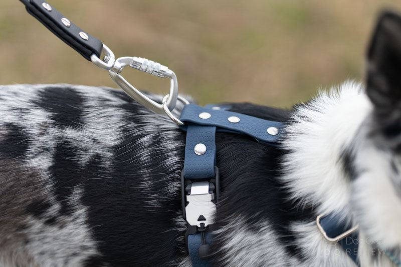  Blackk Wolf Custom Hexa Harness Review | Dog Gear Review