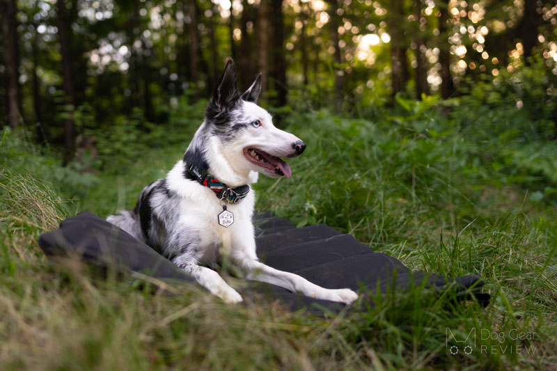 Black Lab Trailblazer Review | Dog Gear Review