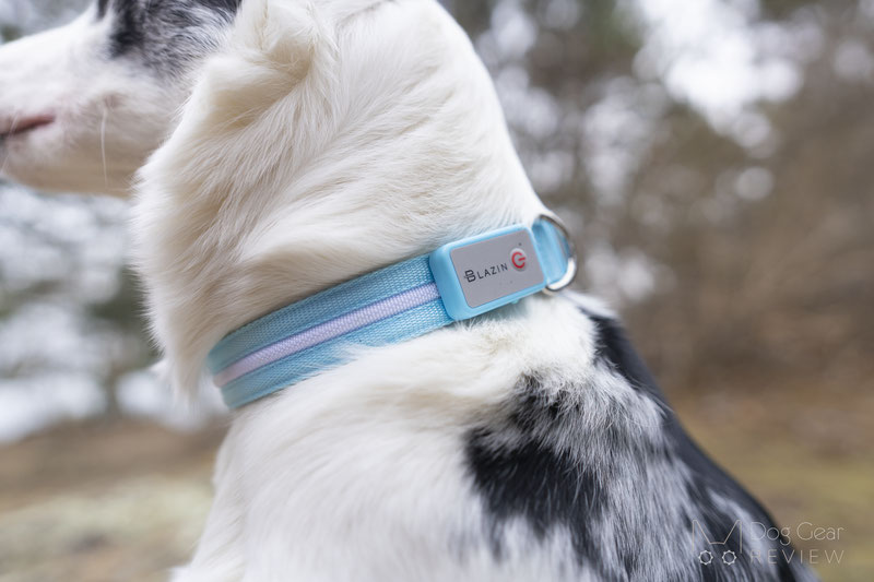 Blazin LED Dog Collar Review | Dog Gear Review