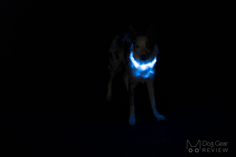 Blazin LED Dog Collar Review | Dog Gear Review