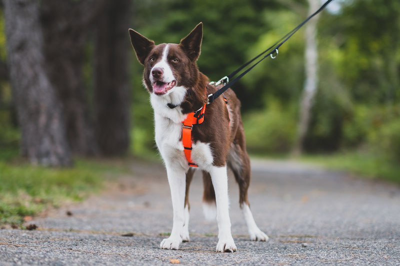 Blue 2025 9 harness