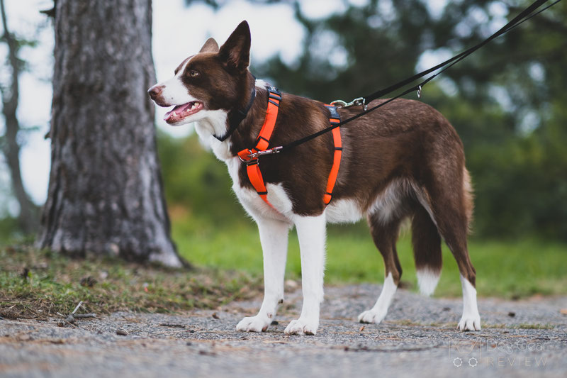 Blue 9 2025 dog harness