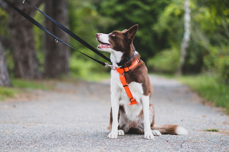 Thin blue outlet line dog harness