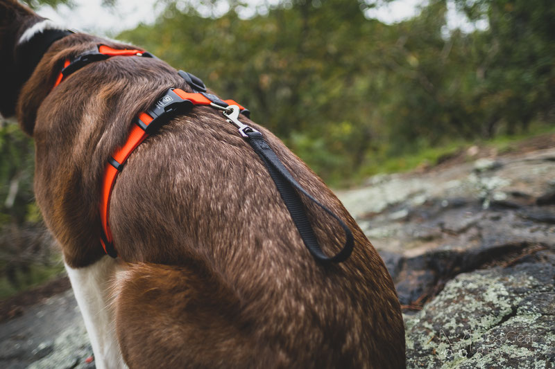 Santuario Realmente entrega Blue-9 Pet Products Balance Harness Review | Dog Gear Review