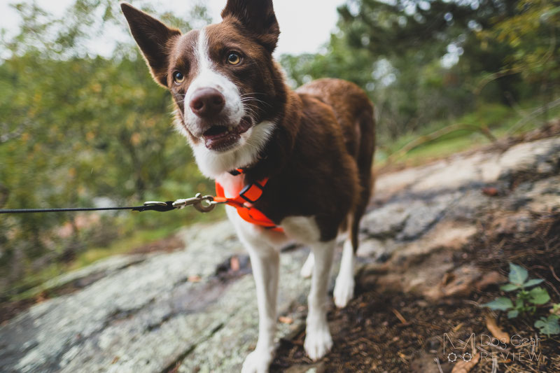 Blue-9 Pet Products Balance Harness Review | Dog Gear Review