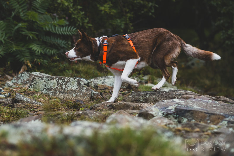 Balance Harness - Fully Adjustable Dog Harness - Clean Run