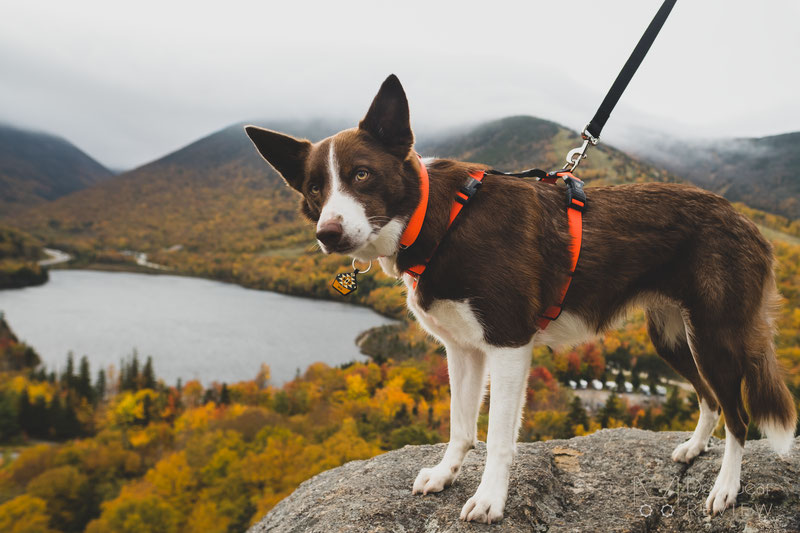 Balance Harness - Fully Adjustable Dog Harness - Clean Run