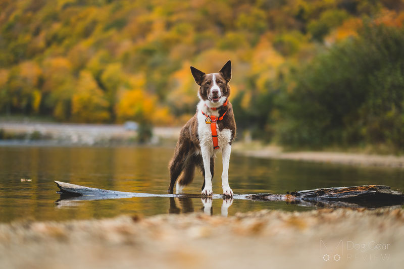 Blue 9 Pet Products Balance Harness Review