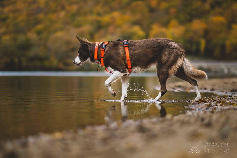 Balance Harness - Fully Adjustable Dog Harness - Clean Run