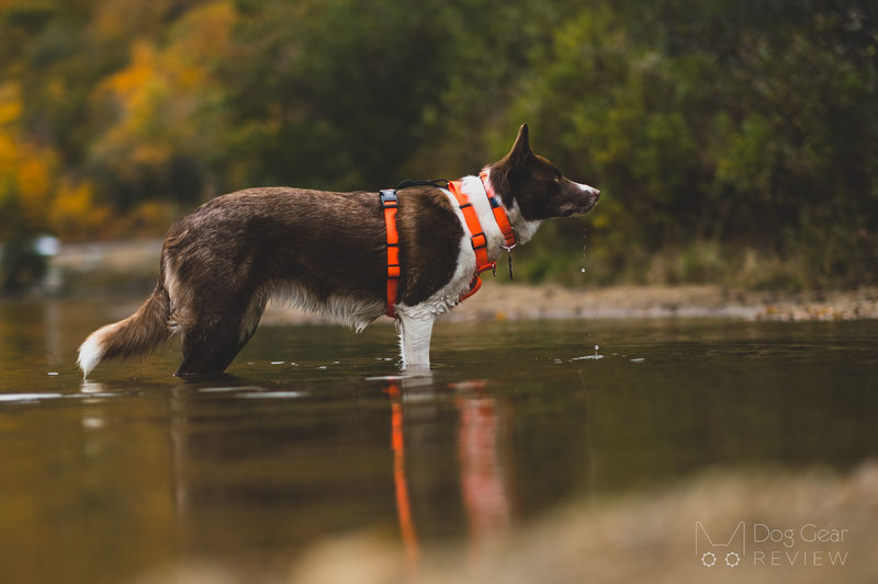 Balance Harness - Fully Adjustable Dog Harness - Clean Run