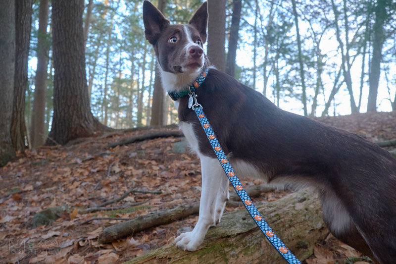 Bol-Dog Collar and Leash Review | Dog Gear Review