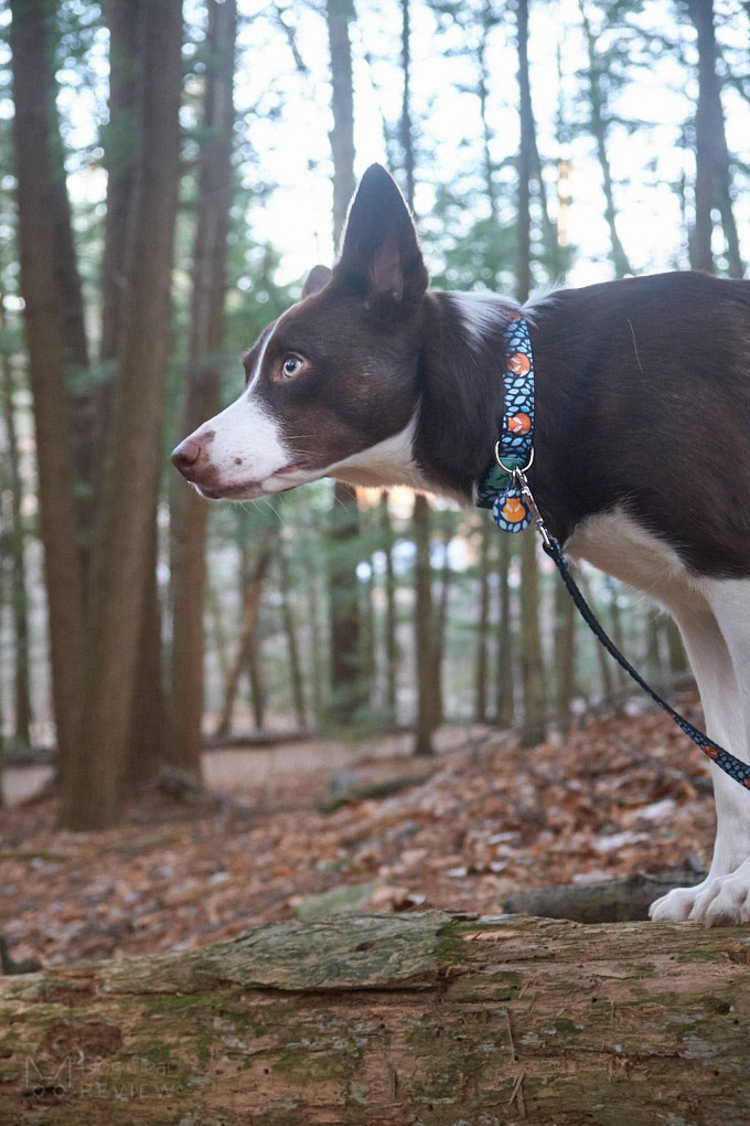 Bol-Dog Collar and Leash Review | Dog Gear Review