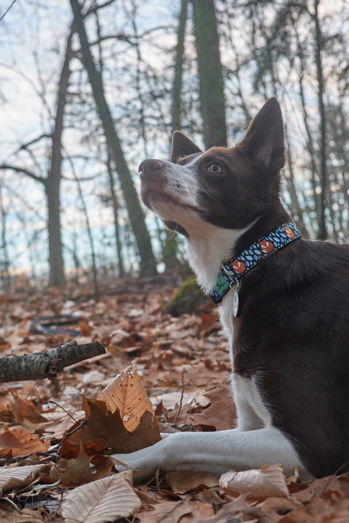 Bol-Dog Collar and Leash Review | Dog Gear Review