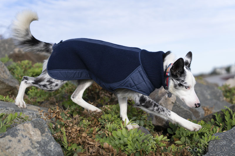 Bravehound Technical Gilet Canine Vest Review | Dog Gear Review