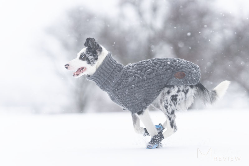 Bravehound Wool Sweater Review | Dog Gear Review