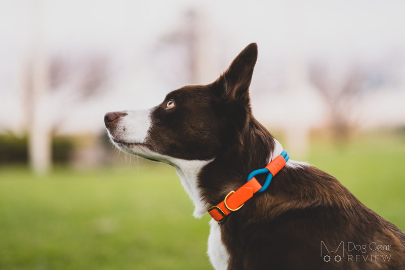 Bubark Collars Review | Dog Gear Review